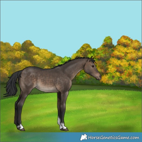 Horse Color:White Spotted Brown Dun Tobiano Rabicano 