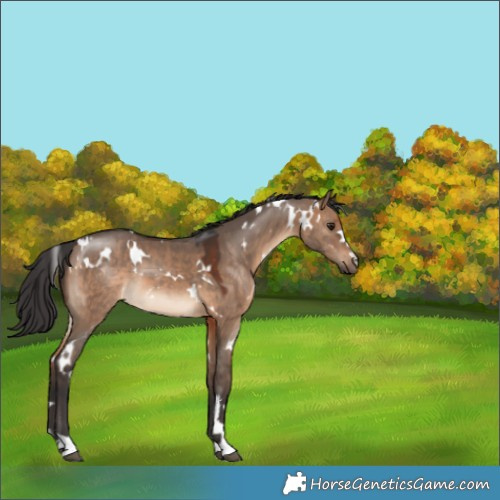 Horse Color:White Spotted Brown Dun 