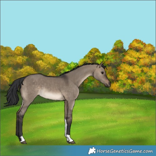 Horse Color:Brown Dun Tobiano 