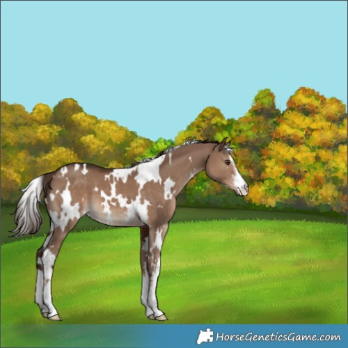 Horse Color:White Spotted Liver Red Dun 