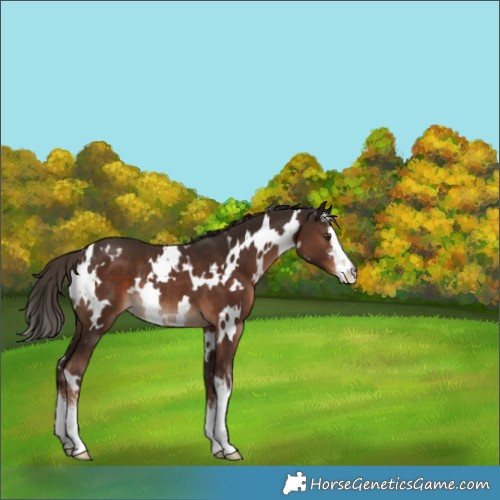 Horse Color:White Spotted Liver Chestnut Rabicano 