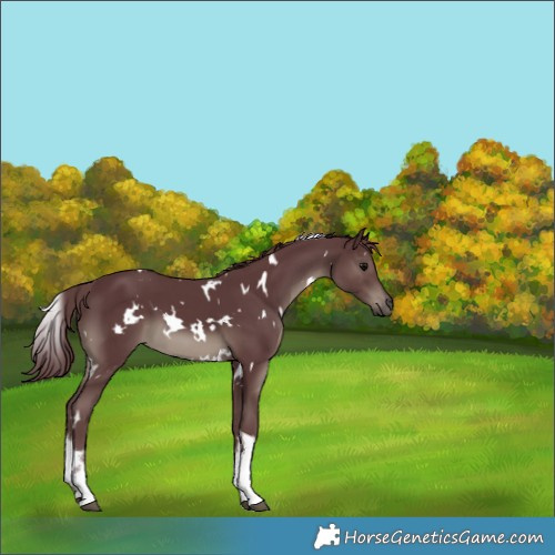 Horse Color:White Spotted Chocolate Black 
