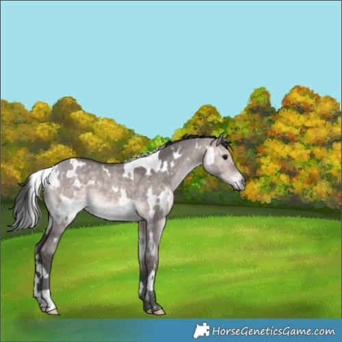 Horse Color:Platinum White Spotted Bay Dun 