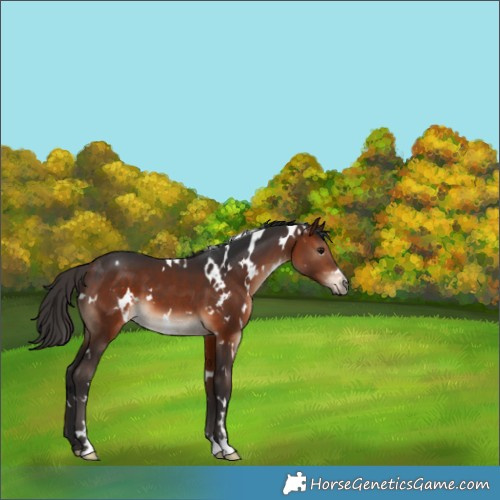 Horse Color:White Spotted Bay 