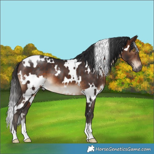 Horse Color:White Spotted Brown 