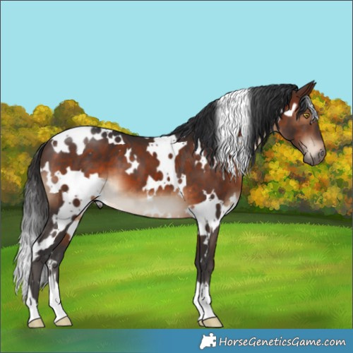 Horse Color:White Spotted Brown 