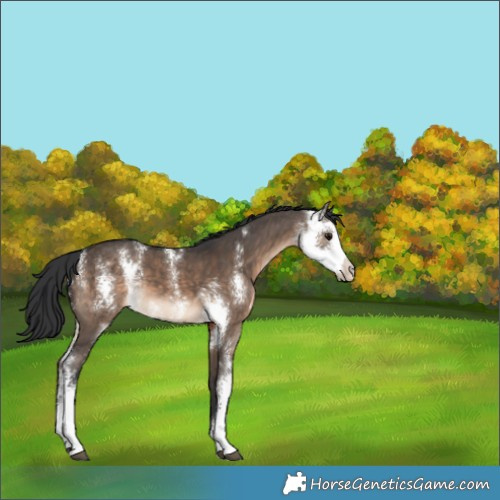 Horse Color:Brown Dun Sabino 