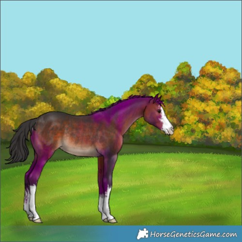 Horse Color:White Spotted Brown Rabicano 