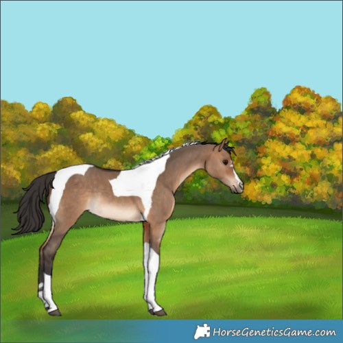 Horse Color:Bay Dun Tobiano Rabicano 