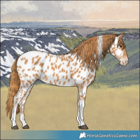 Horse Color:Chestnut Tobiano Near Leopard