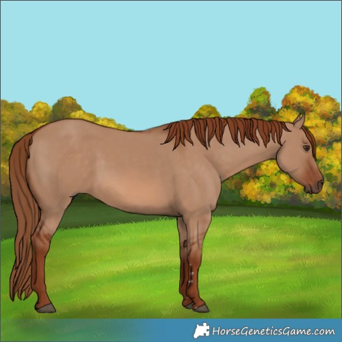 Horse Color:Red Dun 