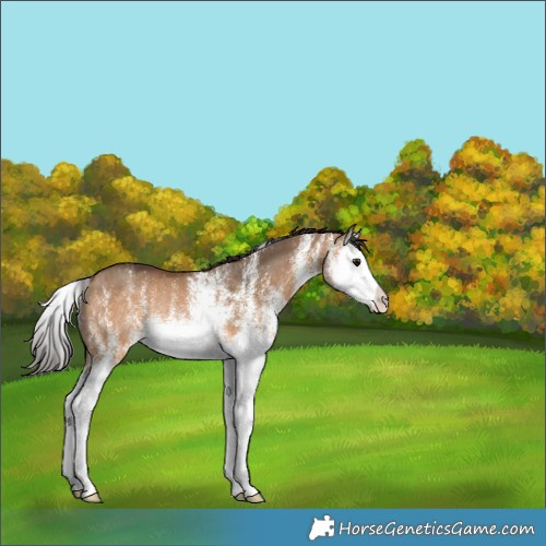 Horse Color:White Spotted Bay Dun Splash Rabicano 