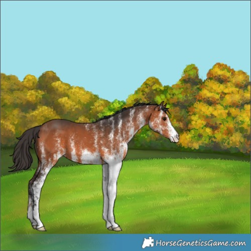 Horse Color:White Spotted Bay 