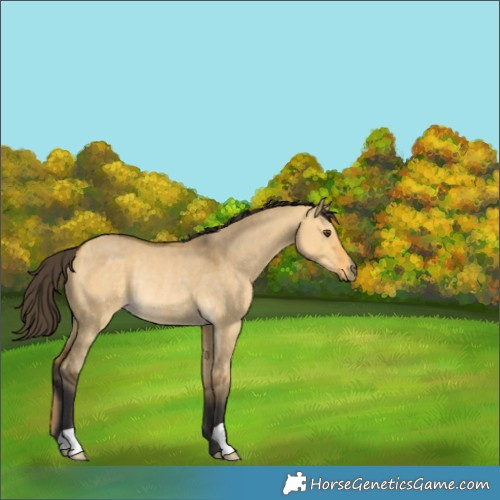 Horse Color:Buckskin Dun Rabicano 