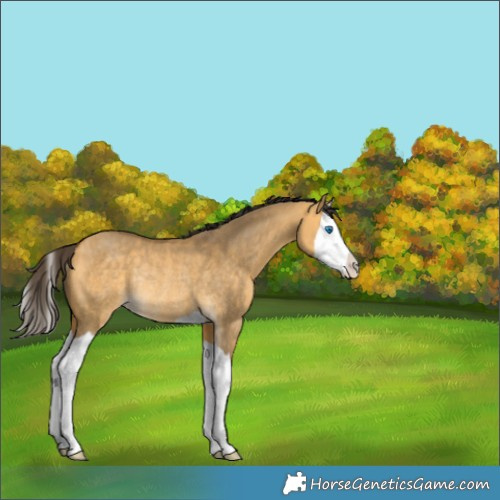 Horse Color:Buckskin Dun Splash Rabicano 