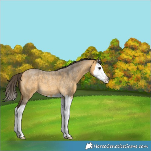 Horse Color:Buckskin Roan Splash 