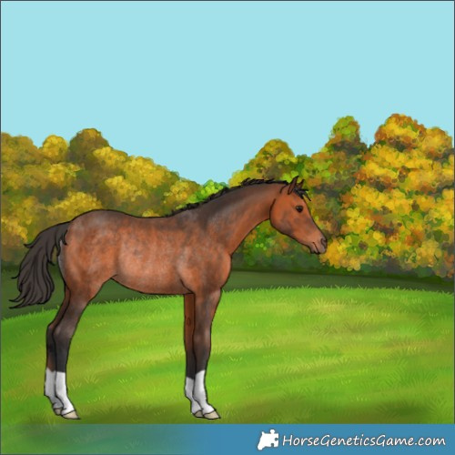 Horse Color:Bay Rabicano 