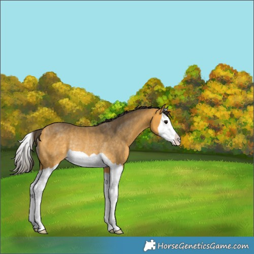 Horse Color:Buckskin Splash Rabicano 
