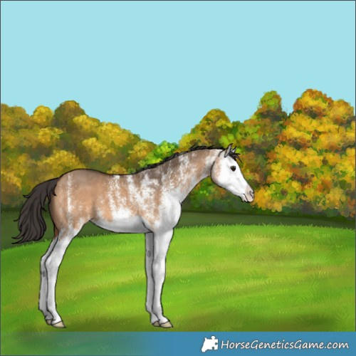 Horse Color:White Spotted Bay Dun Splash 