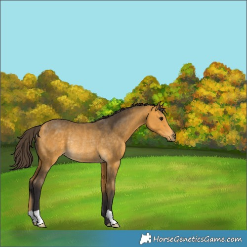 Horse Color:Buckskin Rabicano 