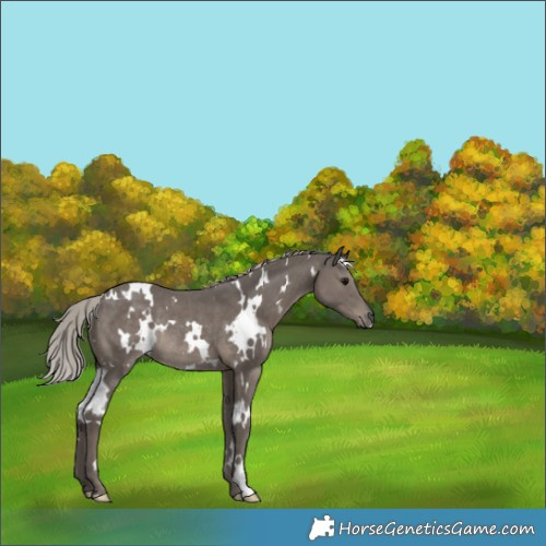 Horse Color:White Spotted Silver Black Rabicano 