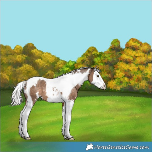 Horse Color:White Spotted Silver Brown Dun Splash Tobiano 