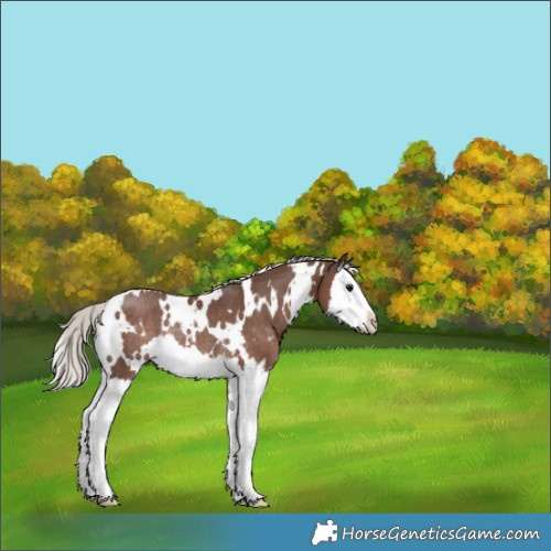 Horse Color:White Spotted Silver Black Splash Rabicano 