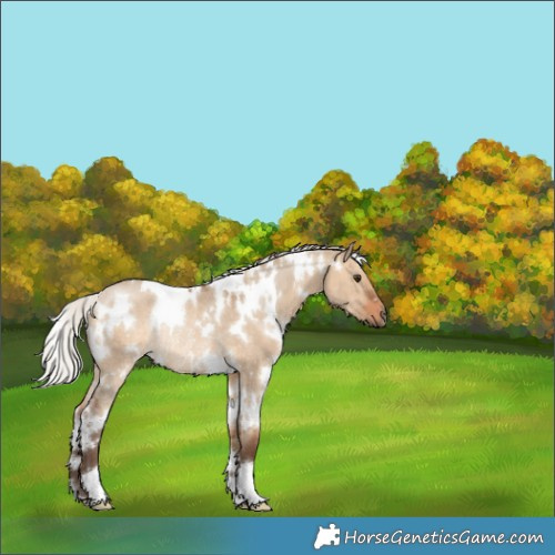 Horse Color:White Spotted Silver Bay Dun Rabicano 