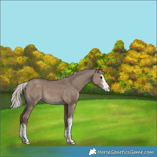 Horse Color:White Spotted Silver Grullo 
