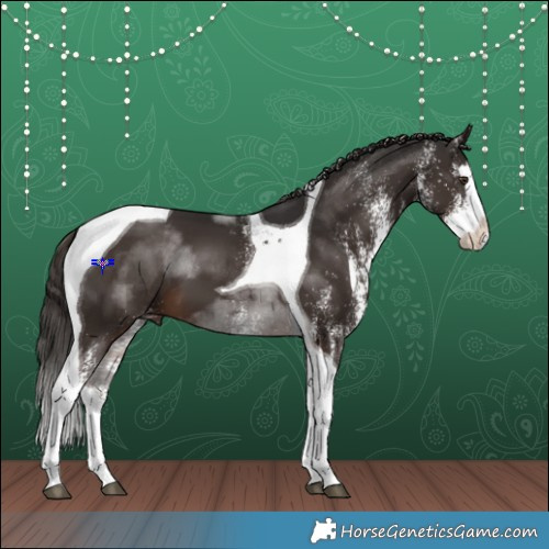 Horse Color:White Spotted Liver Chestnut Splash Tobiano 