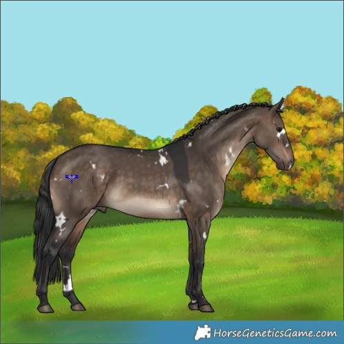 Horse Color:White Spotted Brown Dun 