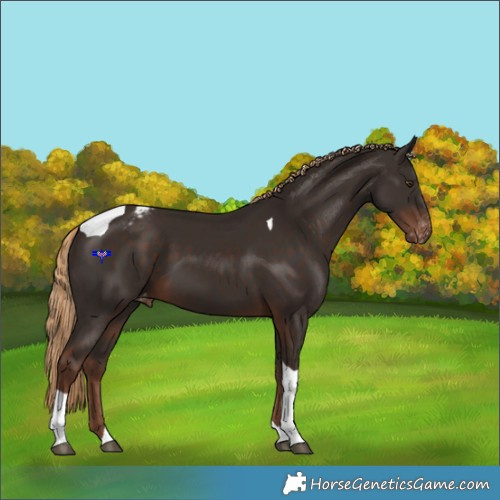 Horse Color:Liver Chestnut Tobiano Appaloosa 