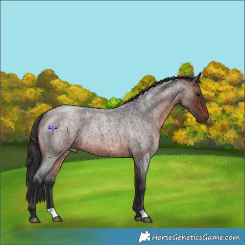 Horse Color:Brown Roan 
