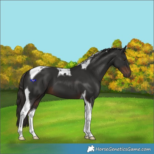Horse Color:Liver Chestnut Tobiano 