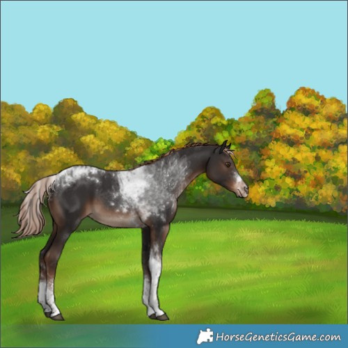 Horse Color:White Spotted Liver Chestnut Tobiano 