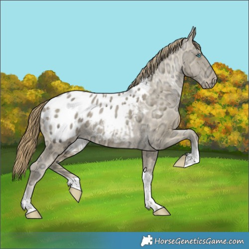Horse Color:Buckskin Ice Pearl Tobiano Appaloosa 