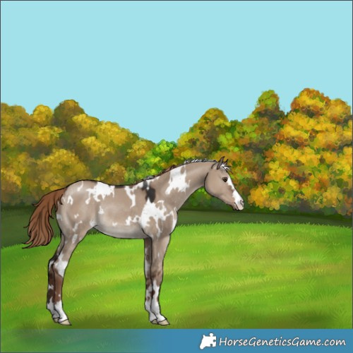 Horse Color:White Spotted Liver Red Dun Rabicano 