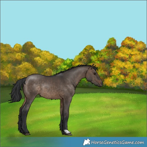 Horse Color:Brown Dun Rabicano 