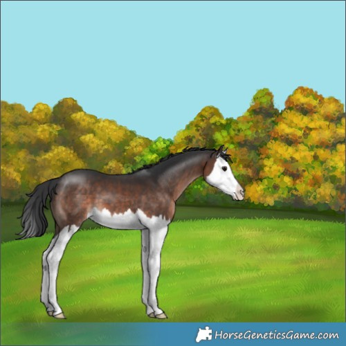 Horse Color:Brown Mushroom Splash 