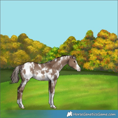 Horse Color:White Spotted Liver Red Dun Rabicano 