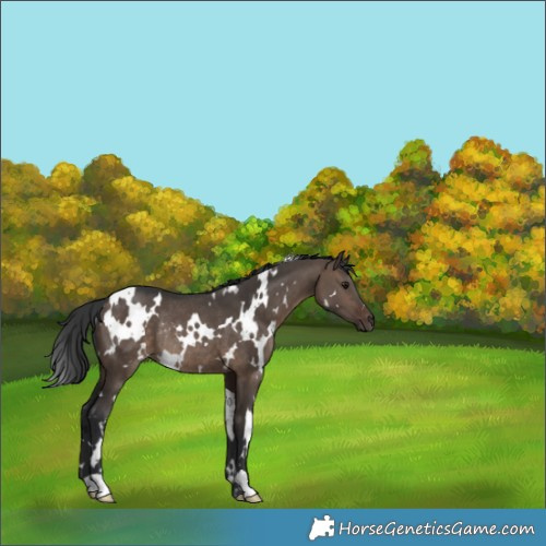 Horse Color:White Spotted Brown Dun Rabicano 