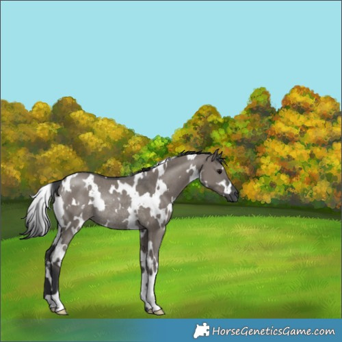 Horse Color:White Spotted Grullo Mushroom Rabicano 