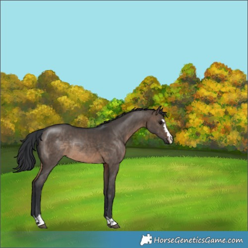 Horse Color:Brown Dun Rabicano 