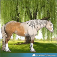 Horse Color:Chocolate Palomino Dun 