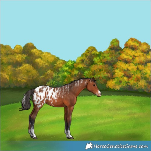 Horse Color:Powder White Bay Appaloosa 
