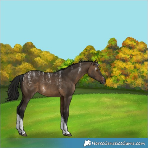 Horse Color:Powder White Gray Brown Dun Tobiano 