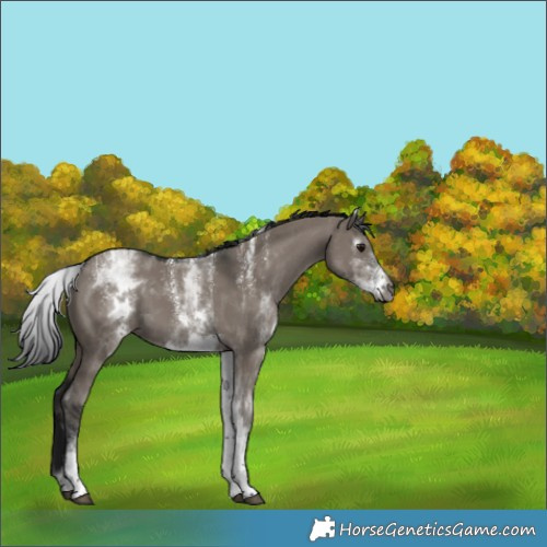 Horse Color:Powder White Gray White Spotted Grullo 