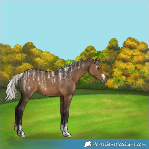 Horse Color:Powder White Gray Silver Brown Dun 