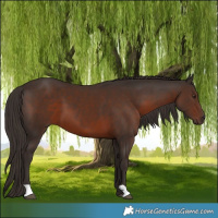Horse Color:Liver Chestnut 