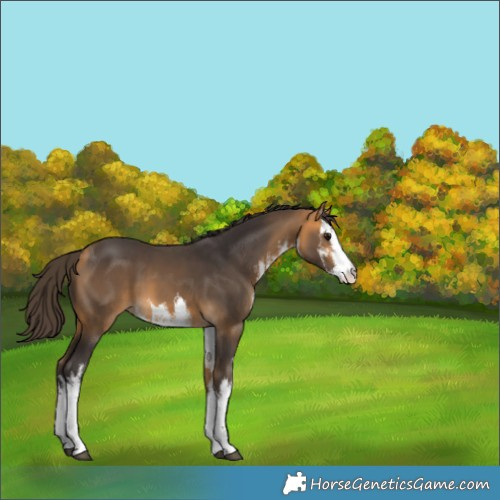 Horse Color:White Spotted Buckskin 